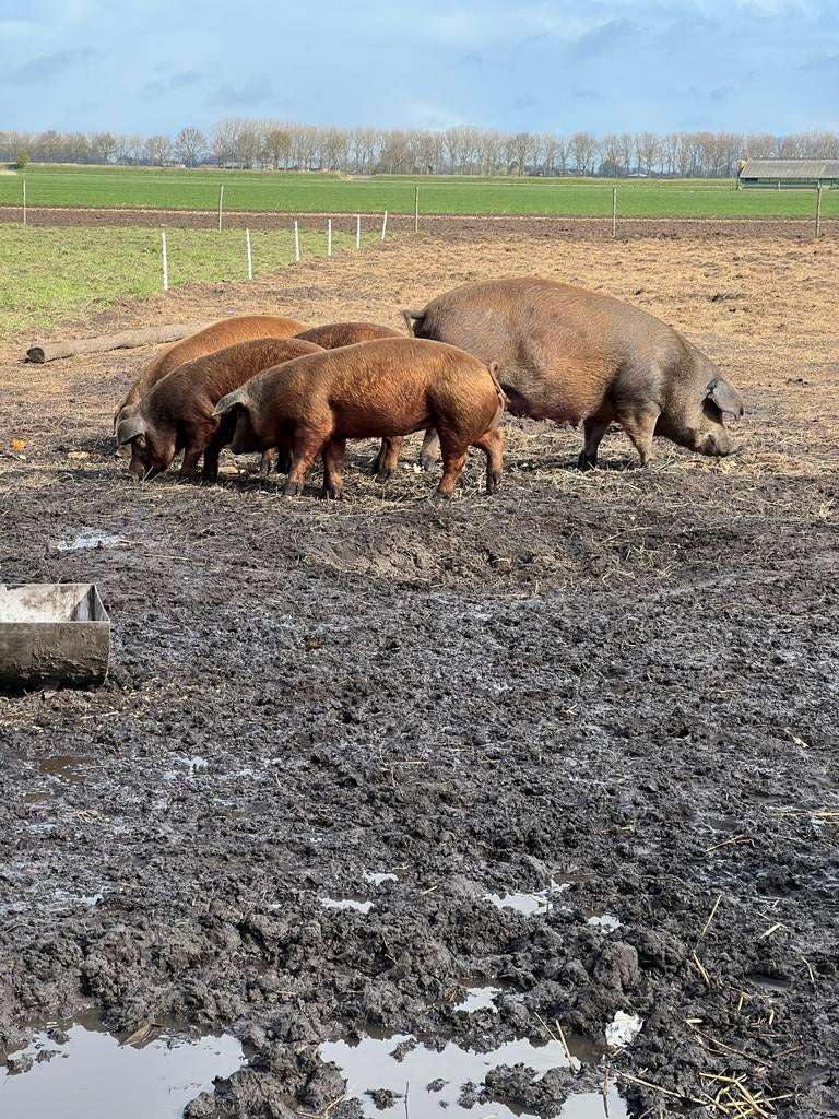 Duroc dekberen en zeugen te koop, Dieren en Toebehoren, Meerdere dieren, Schaap