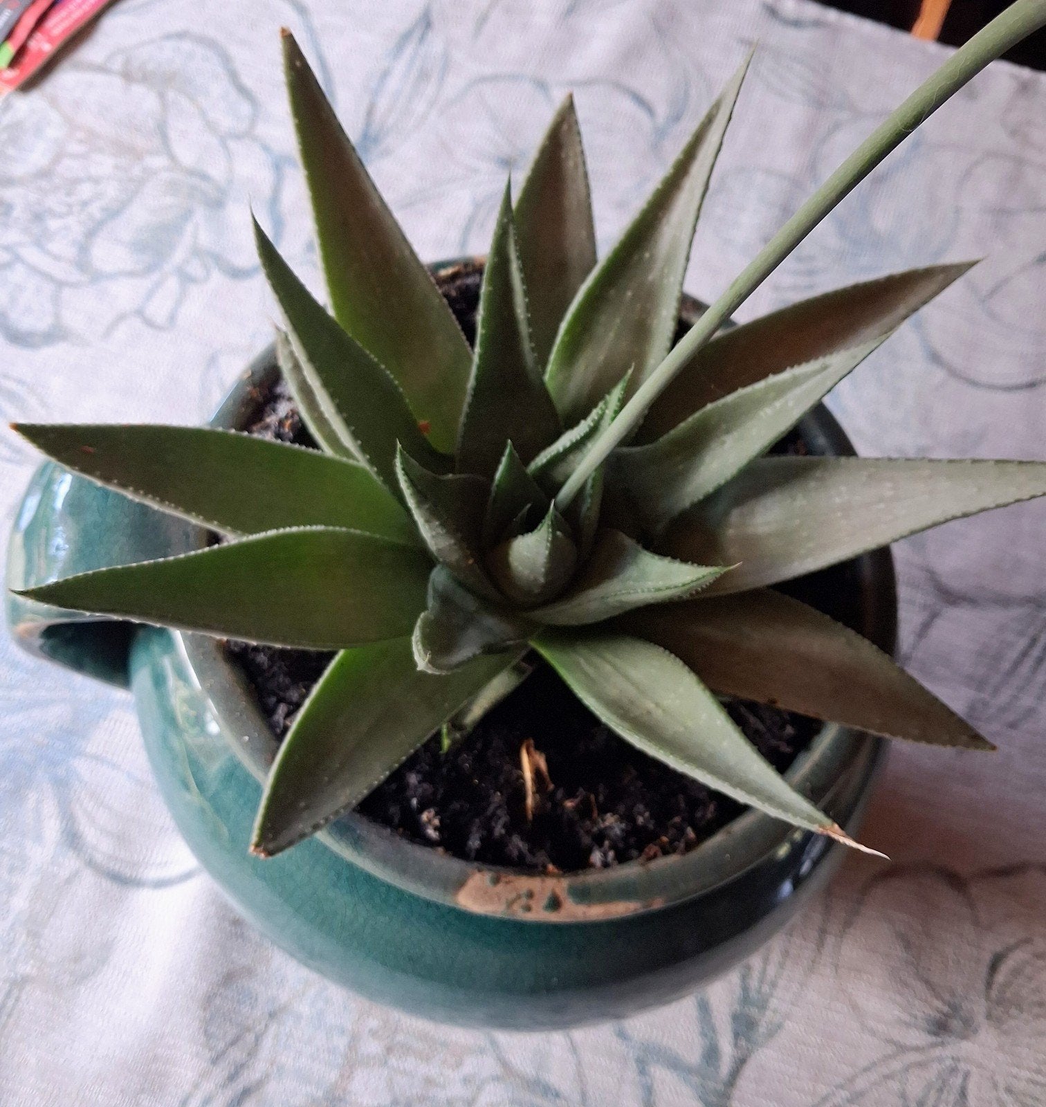 Decoratieve bloempot met plant, Gebruikt, Minder dan 40 cm, Balkon, Overige vormen