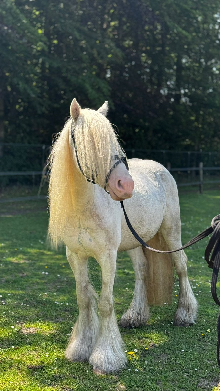 100% bomproef wonderpony, Dieren en Toebehoren, Pony's, Merrie, Zadelmak, C pony (1.27m tot 1.37m), Recreatiepony, 3 tot 6 jaar