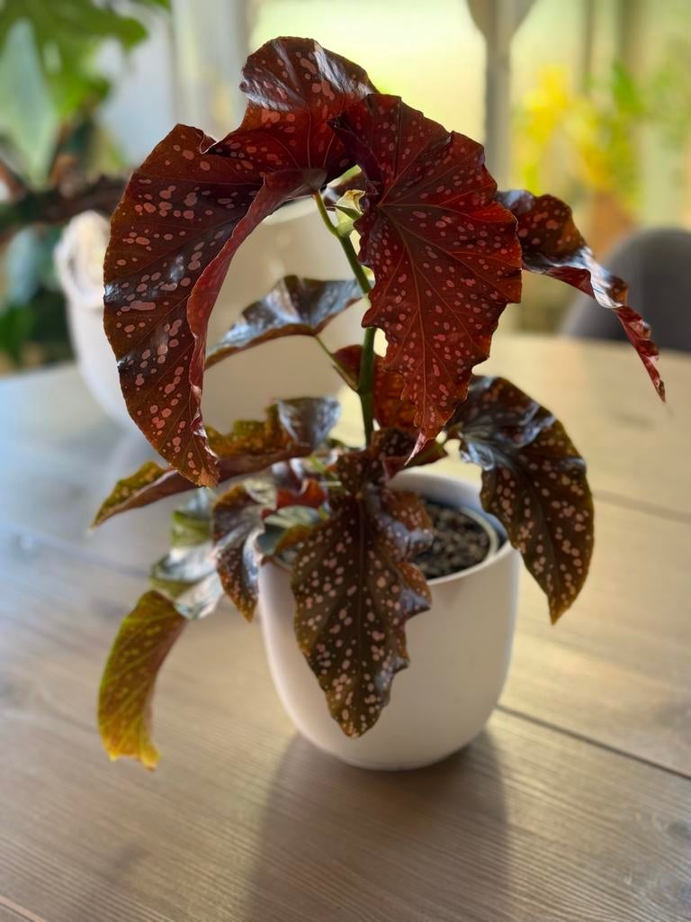 Begonia 'Cracklin' Rosie', Overige soorten, In pot, Minder dan 100 cm, Groene kamerplant