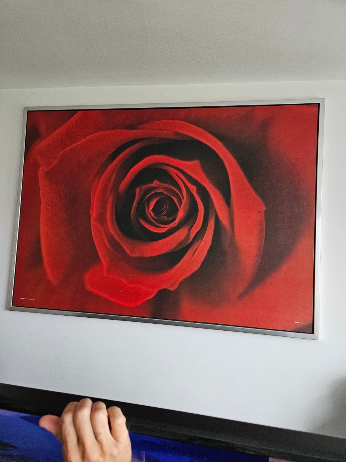 Grote canvas print van een rode roos, Ophalen, 100 tot 125 cm, 75 – 100, Print