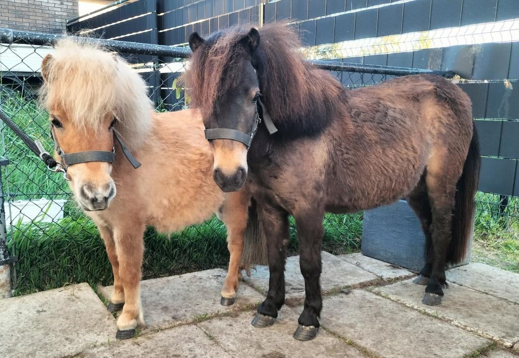 2 lieve mini paardjes merrie 75/85cm, Dieren en Toebehoren, Pony's, Merrie, Met stamboom, Niet van toepassing, 0 tot 2 jaar