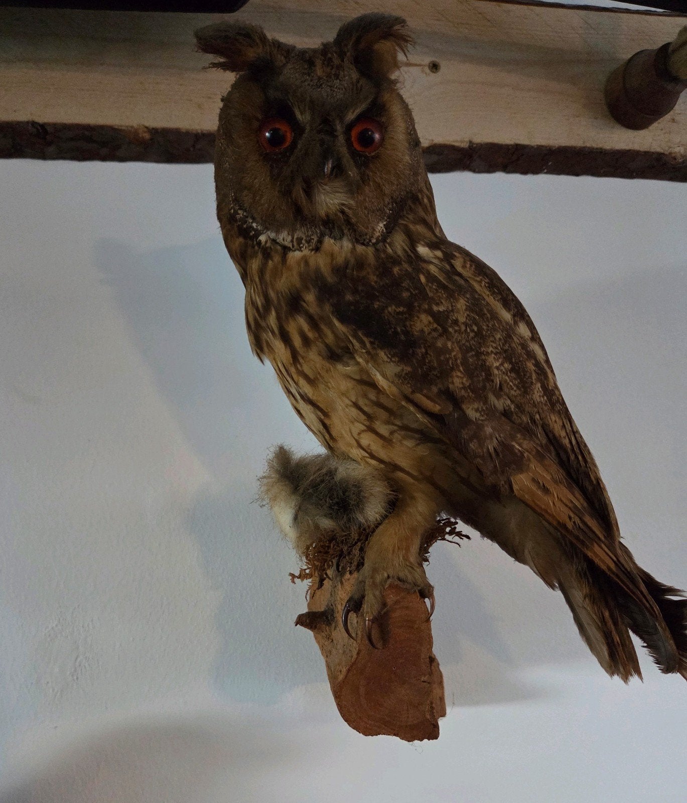 Opgezette ransuil uil taxidermie taxydermie, Ophalen, Zo goed als nieuw, Vogel, Opgezet dier