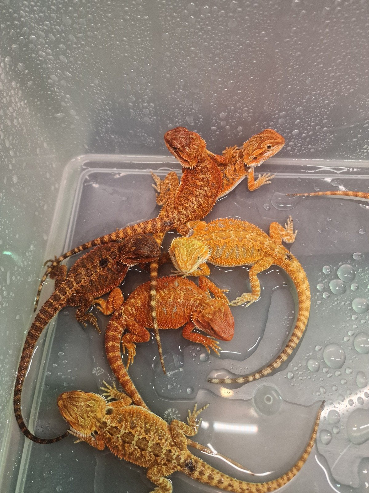 RED MONSTER BAARDAGAAM NAKWEEK – NU TE RESERVEREN Bearded Dragon photo 5