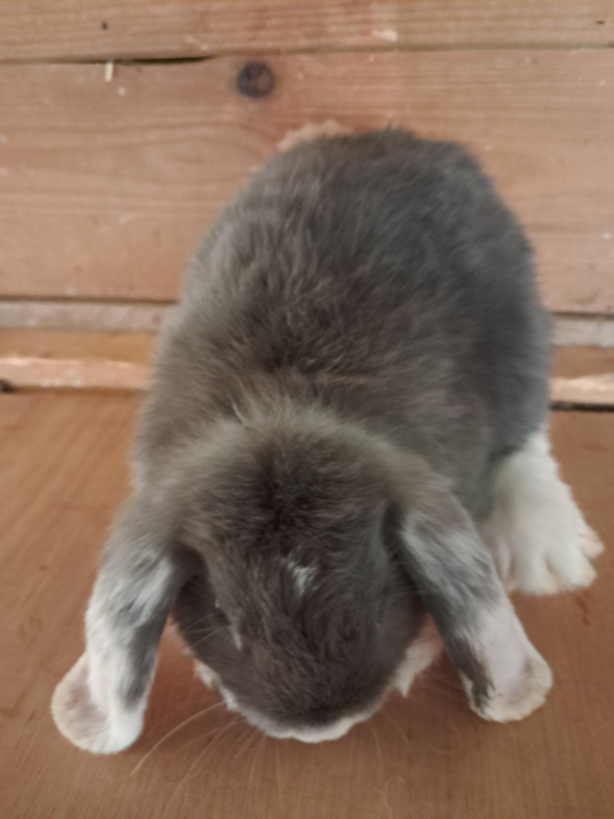 dwerghangoorkonijntjes, Meerdere dieren, Klein, Hangoor