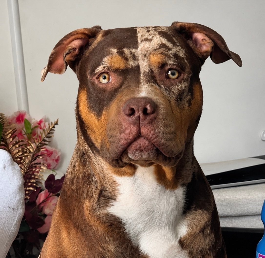 Zeldzaam SplitFace American Bully TriColor Choco Tweed Merle, Reu, 1 tot 2 jaar, Eén hond, CDV (hondenziekte)