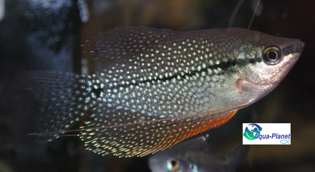 Diamant Gourami, Dieren en Toebehoren, Vis, Zoetwatervis