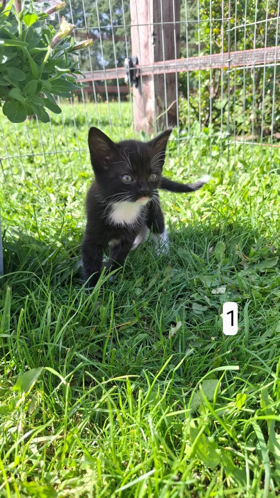 Lieve, speelse boerderijkittens, Meerdere dieren, Kortharig, 0 tot 2 jaar