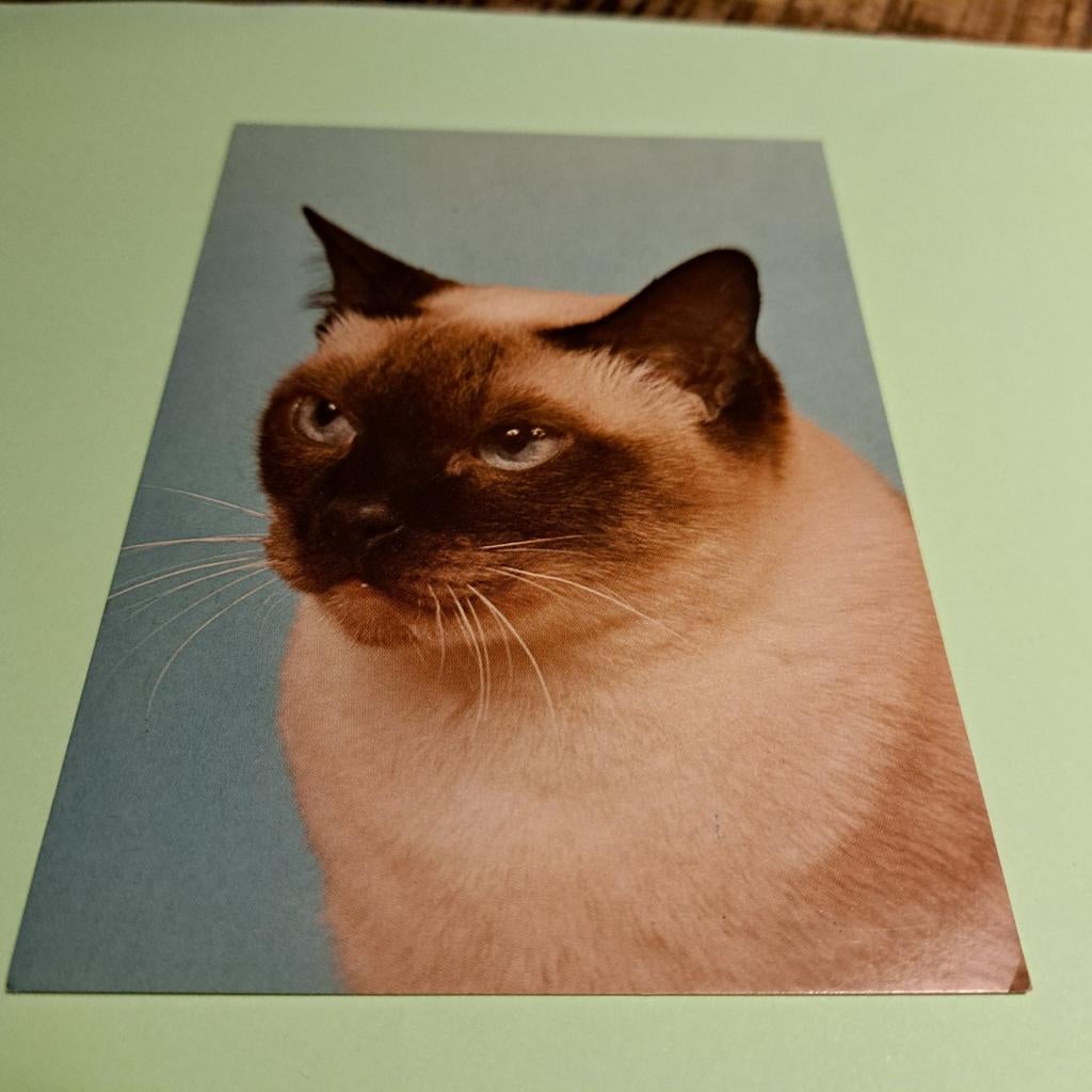 Vintage Ansichtkaart Siamees Kat - Ongelopen, Ophalen of Verzenden, 1980 tot heden, Ongelopen, Hond of Kat