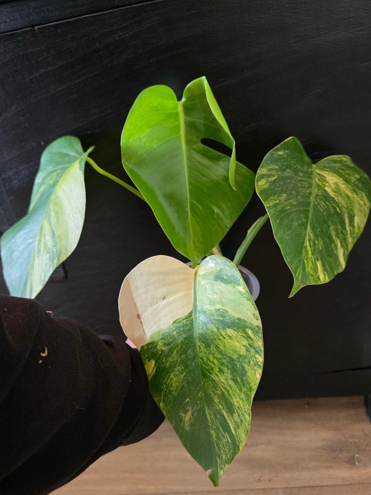 Monstera Marmorata Small form, Ophalen of Verzenden, Halfschaduw, Minder dan 100 cm