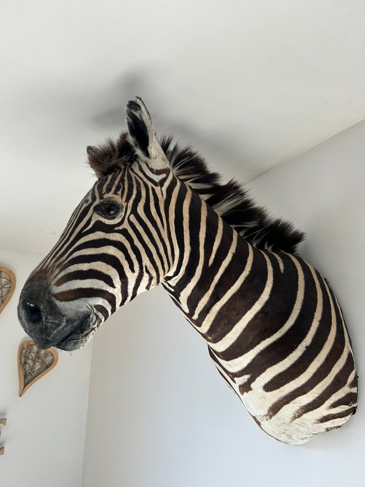 Prachtige grote zebra hoofd taxidermie, Ophalen, Gebruikt, Wild dier, Overige typen