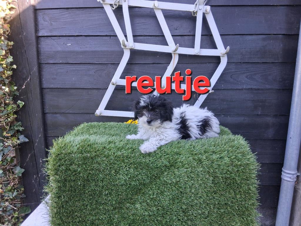 Te koop mooie speelse  kleinblijvende boomer pups, Dieren en Toebehoren, Honden | Chihuahua's en Gezelschapshonden, Parvo, 8 tot 15 weken