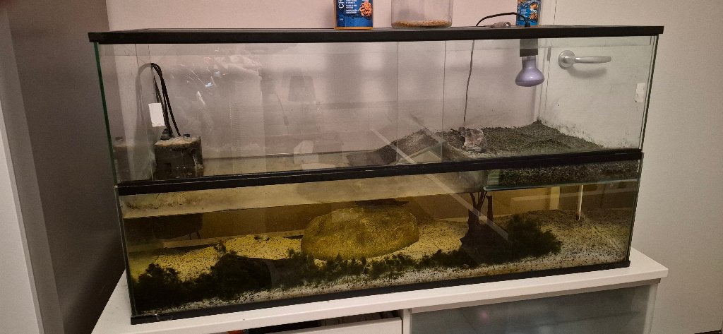 Muskusschildpad met aquarium te koop, Dieren en Toebehoren, Reptielen en Amfibieën, Schildpad, Met terrarium, 3 tot 6 jaar