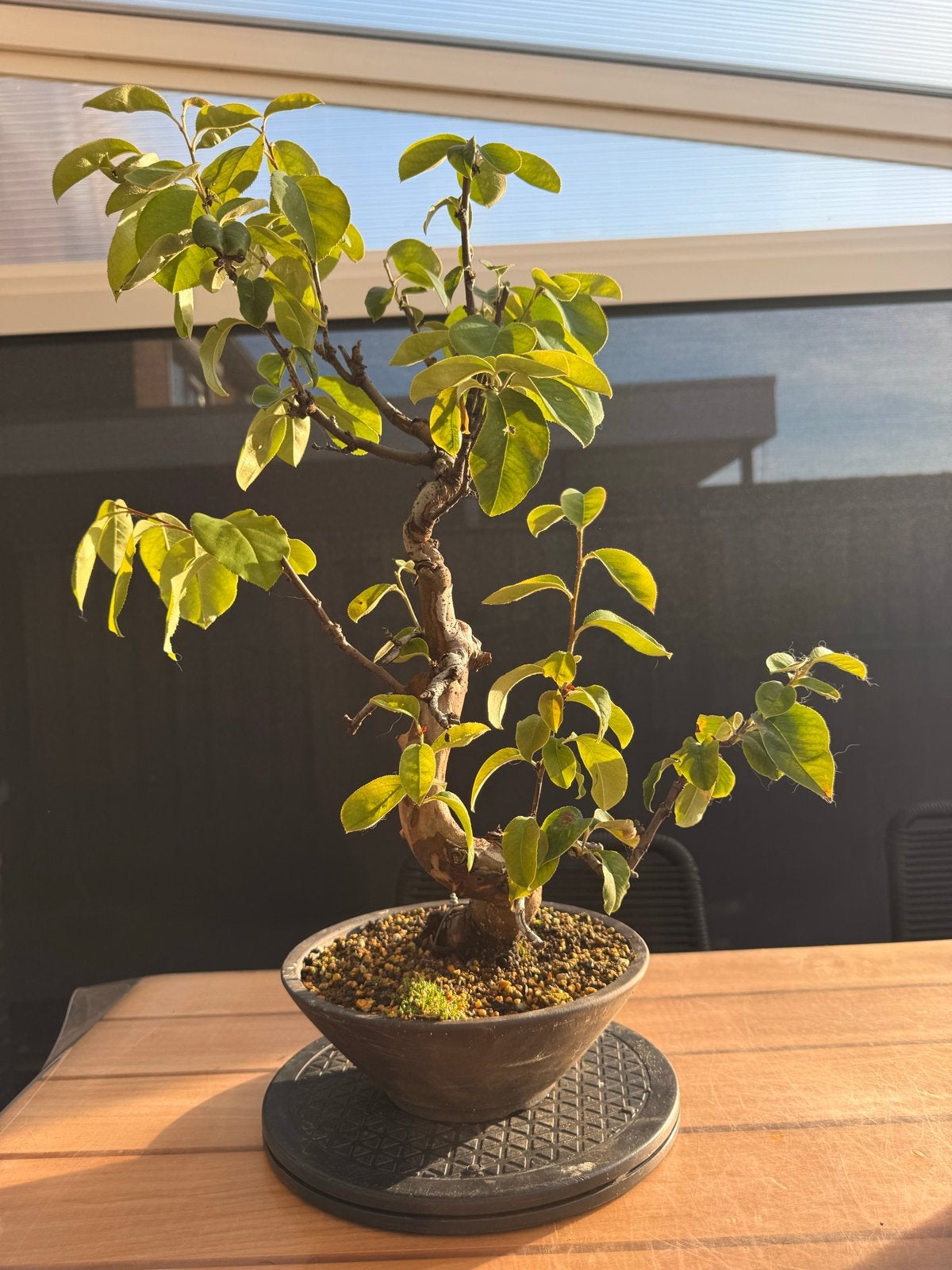 Bonsai Chinese Kweepeer (Pseudocydonia Sinensis), Volle zon, Vaste plant, Lente, Ophalen