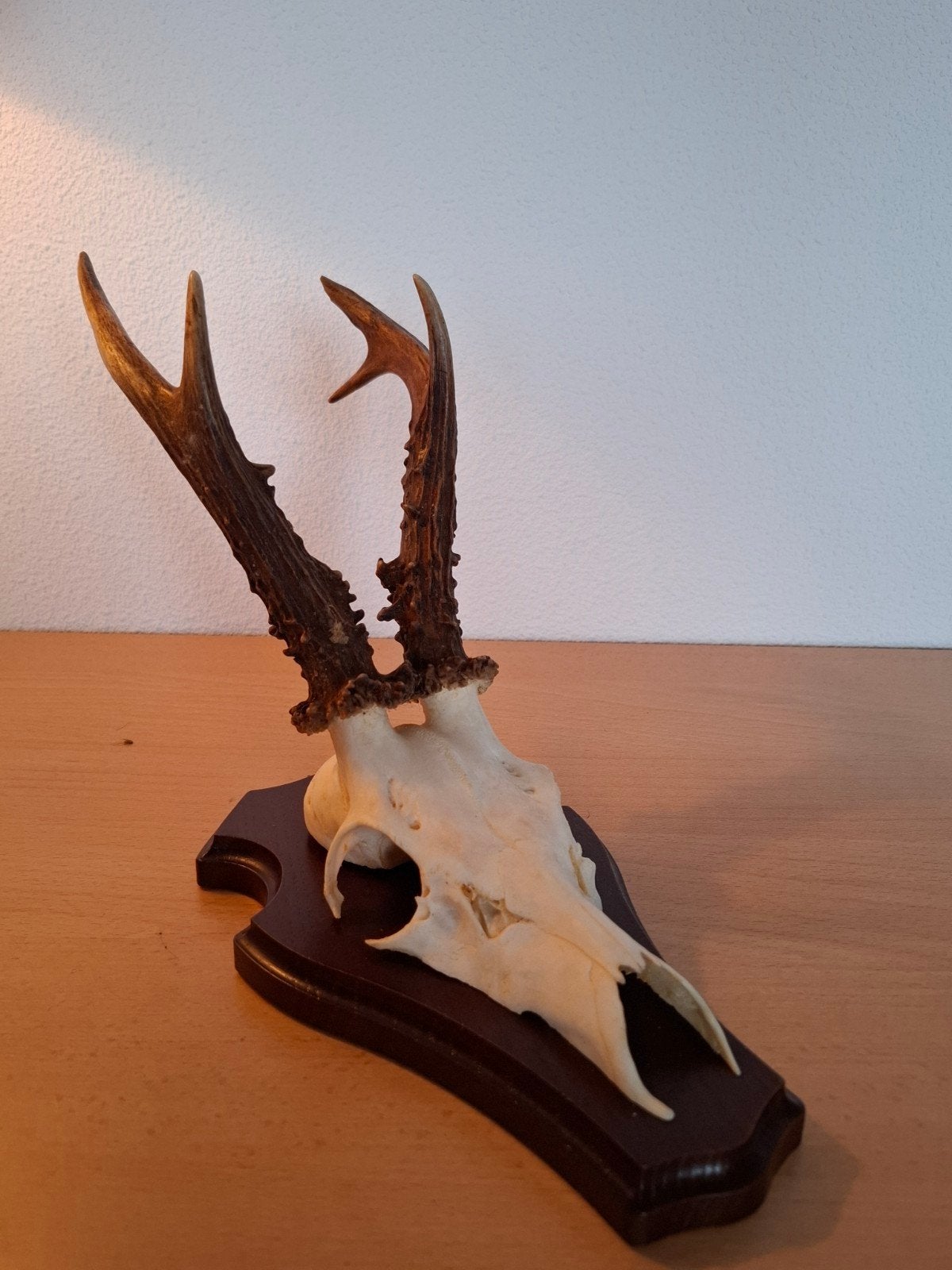 Reegewei op schild, Ophalen, Gebruikt, Hert, Gewei of Kop