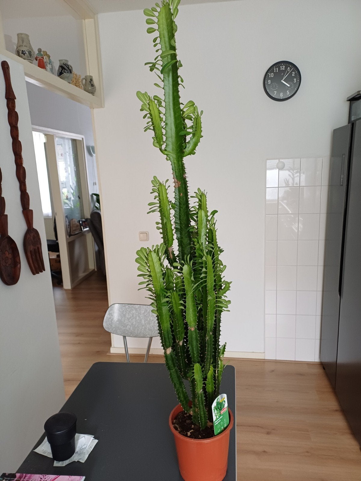 euphorbia trigona, Ophalen, Halfschaduw, 100 tot 150 cm