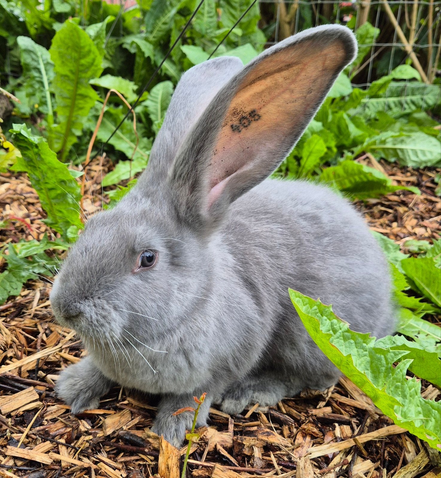 Lieve, fors gebouwde Duitse reus voedster, OUDERS ERG GROOT, Dieren en Toebehoren, Konijnen, Vrouwelijk, Groot, 0 tot 2 jaar