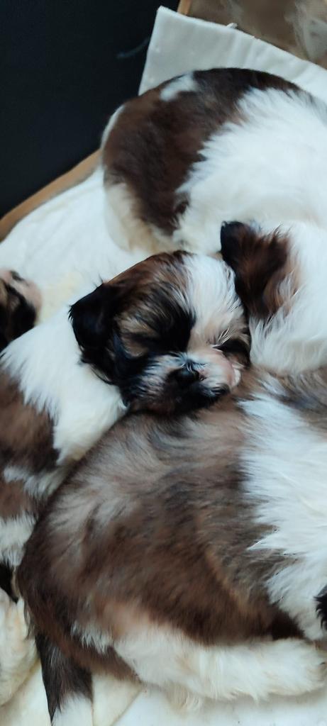 Pups shih tzu, Overige rassen, 8 tot 15 weken, Meerdere, Meerdere dieren