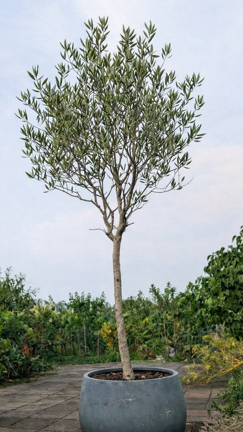 Grote olijfboom incl. luxepot – ca. 2 meter hoog, 100 tot 250 cm, Olijfboom, Zomer, Ophalen