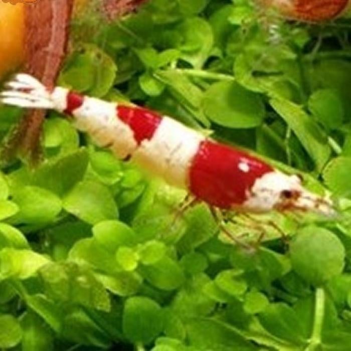 Caridina cf. cantonensis, Dieren en Toebehoren, Kreeft, Krab of Garnaal