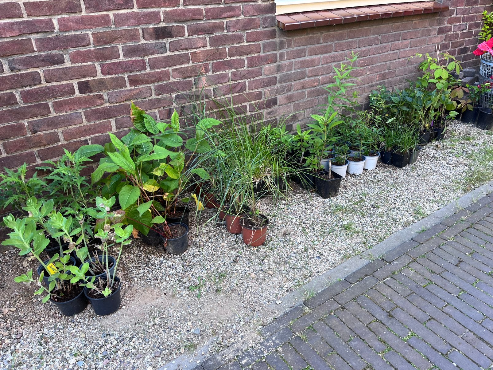 Vaste planten / tuinplanten te koop, Tuin en Terras, Ophalen, Overige soorten, Halfschaduw