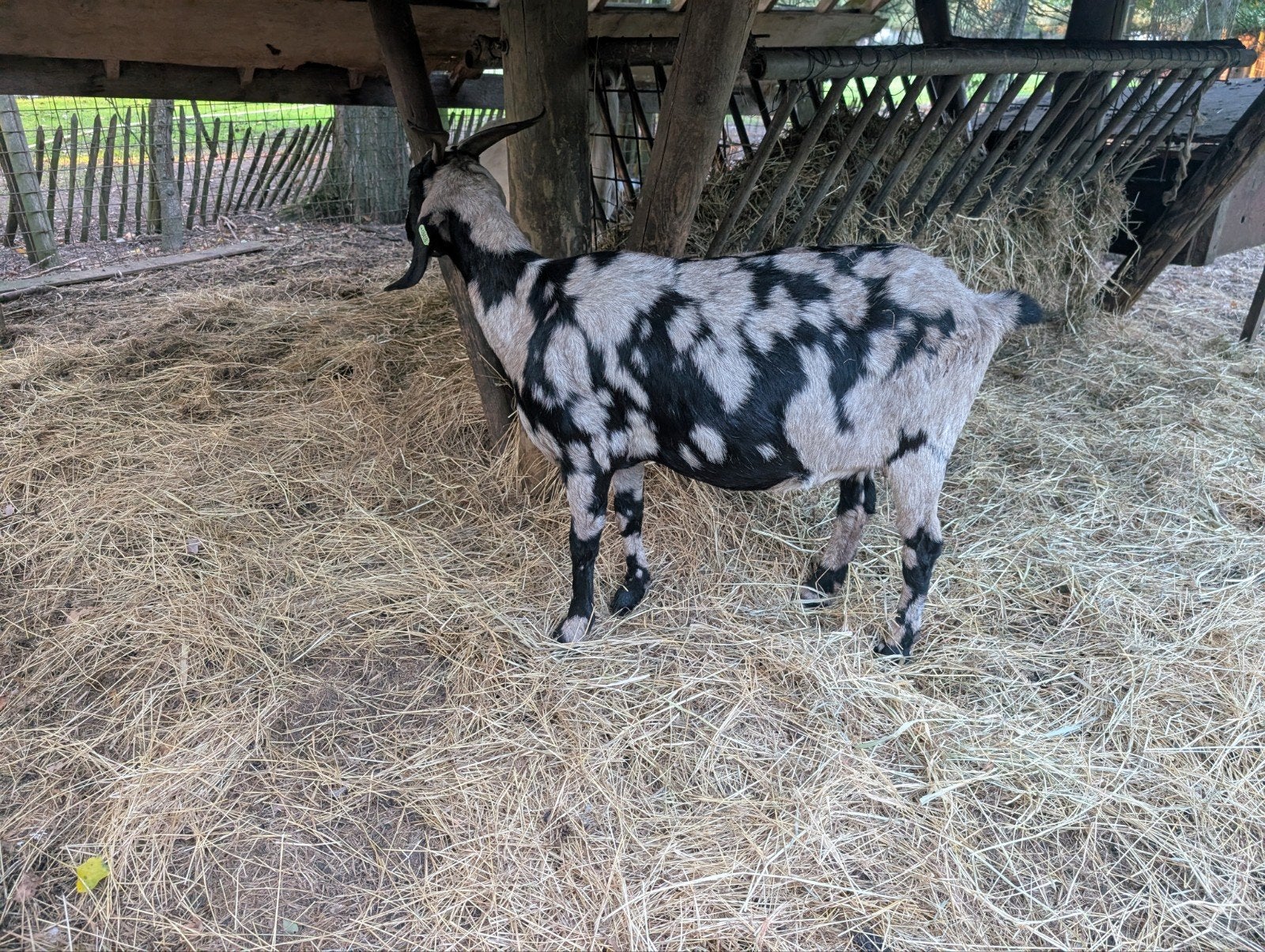Nubische geiten 2 stuks, Vrouwelijk, Geit
