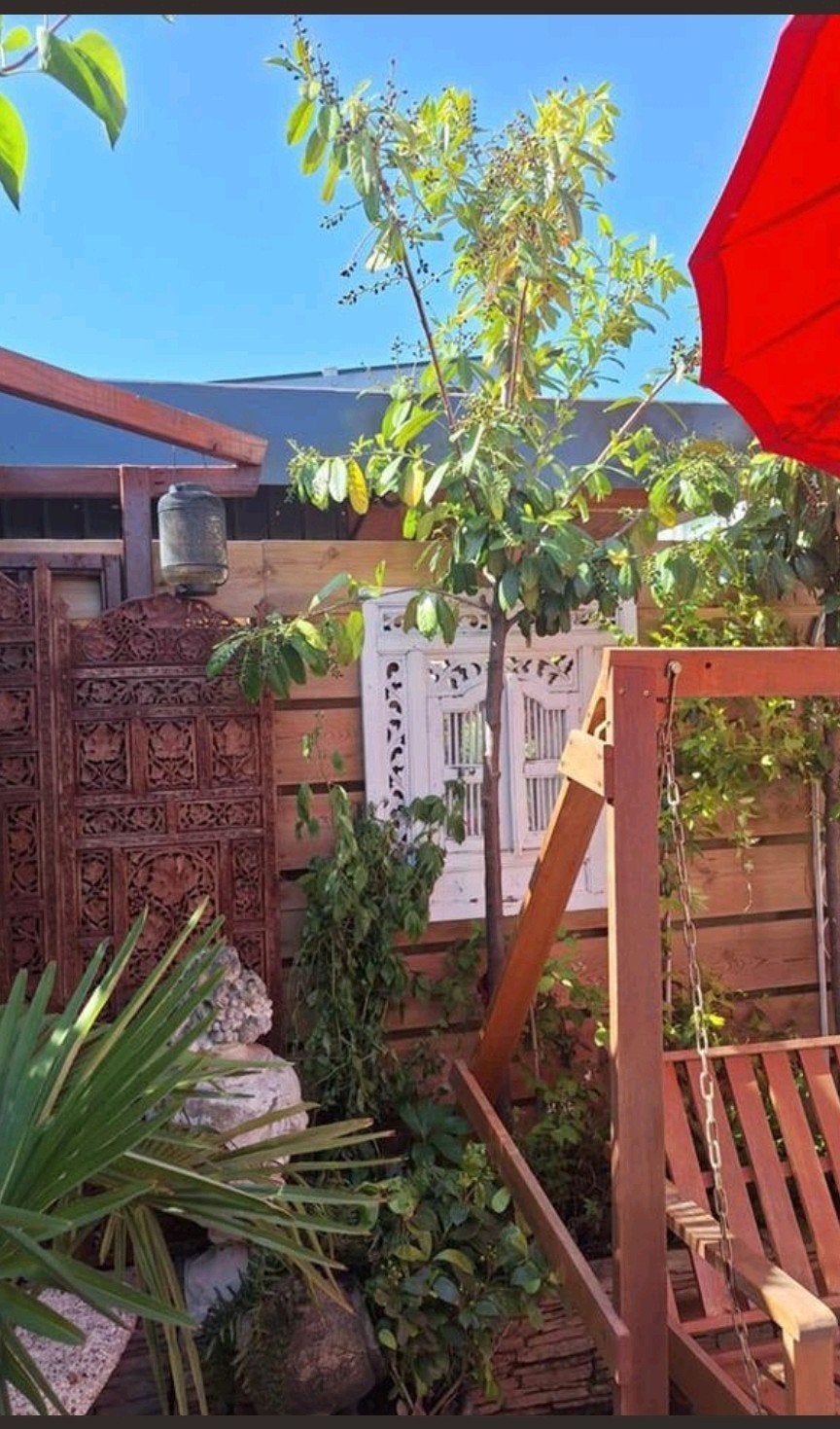 Koopje...Laurier op Stam 2.70 Hoog €25, Tuin en Terras, Planten | Tuinplanten, Overige soorten, Halfschaduw, Ophalen of Verzenden