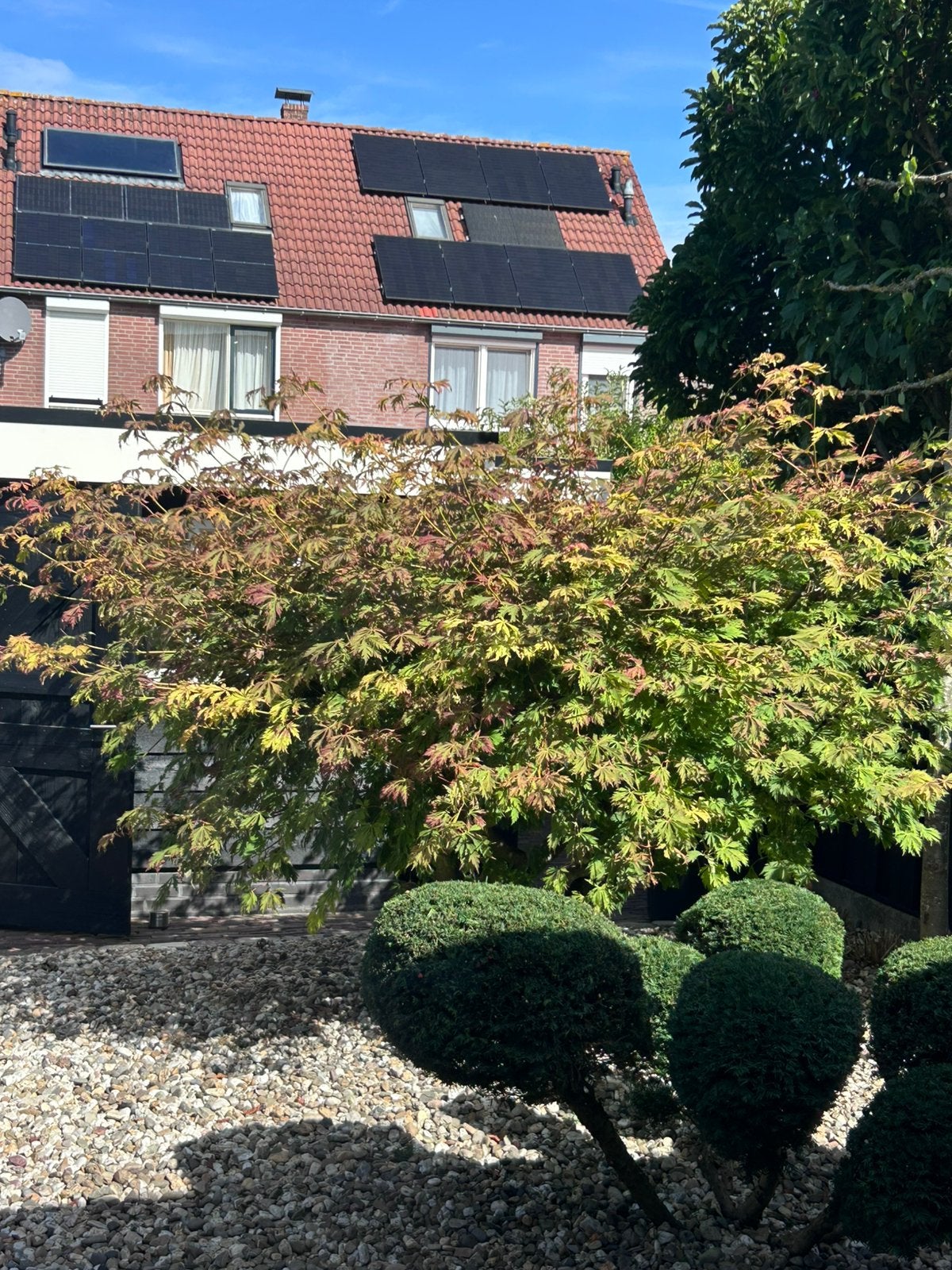 Japanse esdoorn/ acer tegen net bod over te nemen, Tuin en Terras, Ophalen, Bloeit niet, Halfschaduw, Overige soorten
