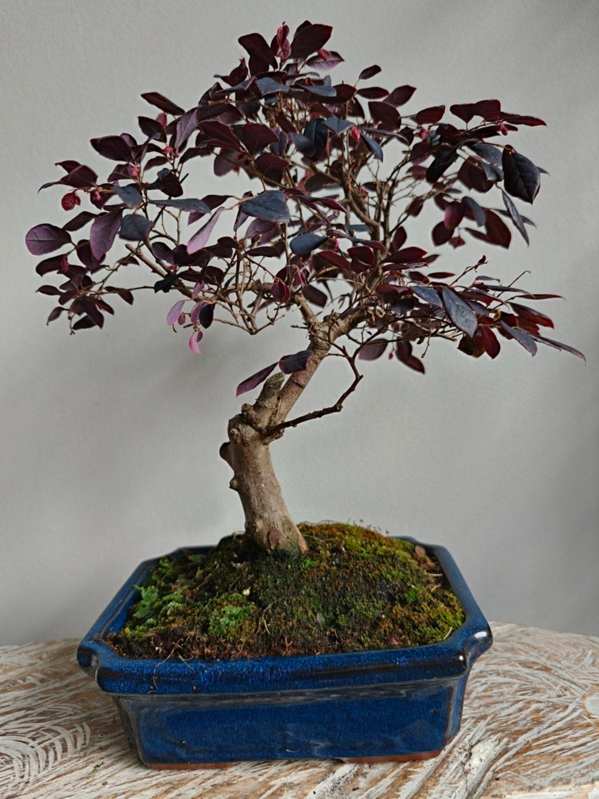 Loropetalum Bonsai, Ophalen of Verzenden, Overige soorten, Halfschaduw