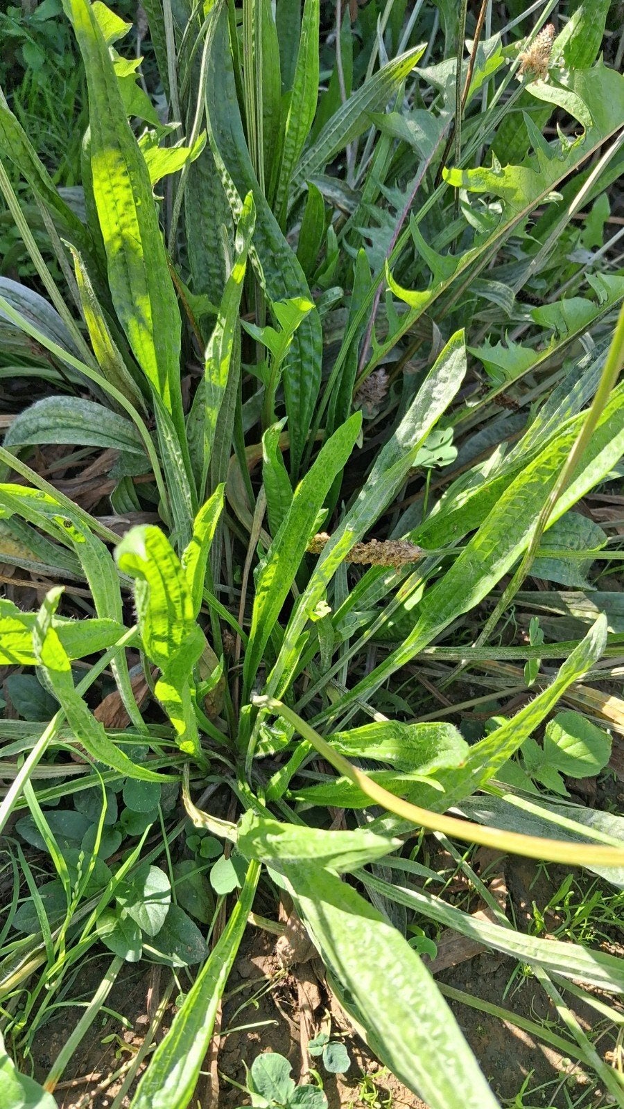 gratis stekjes smalle weegbree tuinplant, Ophalen, Overige soorten, Volle zon