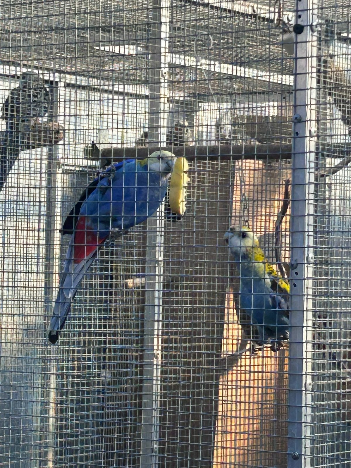 Bleekkop rosella, Dieren en Toebehoren, Meerdere dieren, Parkiet