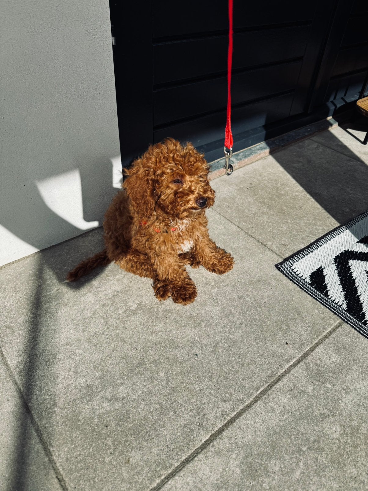 Prachtige Toy Poodle Pups te Koop, Dieren en Toebehoren, Honden | Chihuahua's en Gezelschapshonden, Poedel, Particulier, 8 tot 15 weken