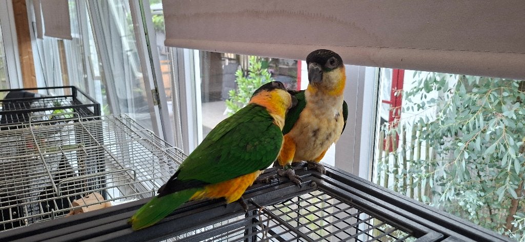 Zwartkop Caique's, Dieren en Toebehoren, Vogels | Parkieten en Papegaaien, Mannelijk, Dwergpapegaai of Agapornis, Geringd