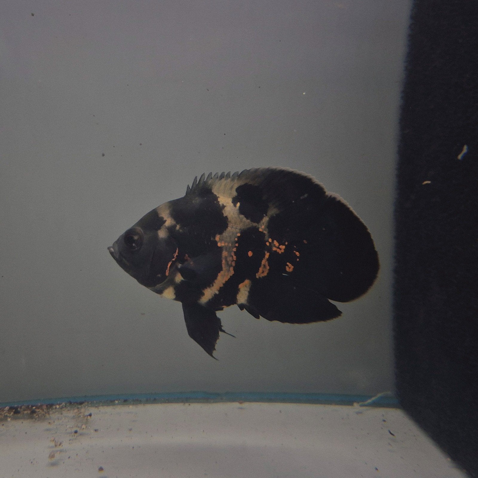 short body oscar astronotus ocellatus pauwoog cichlide, Vis