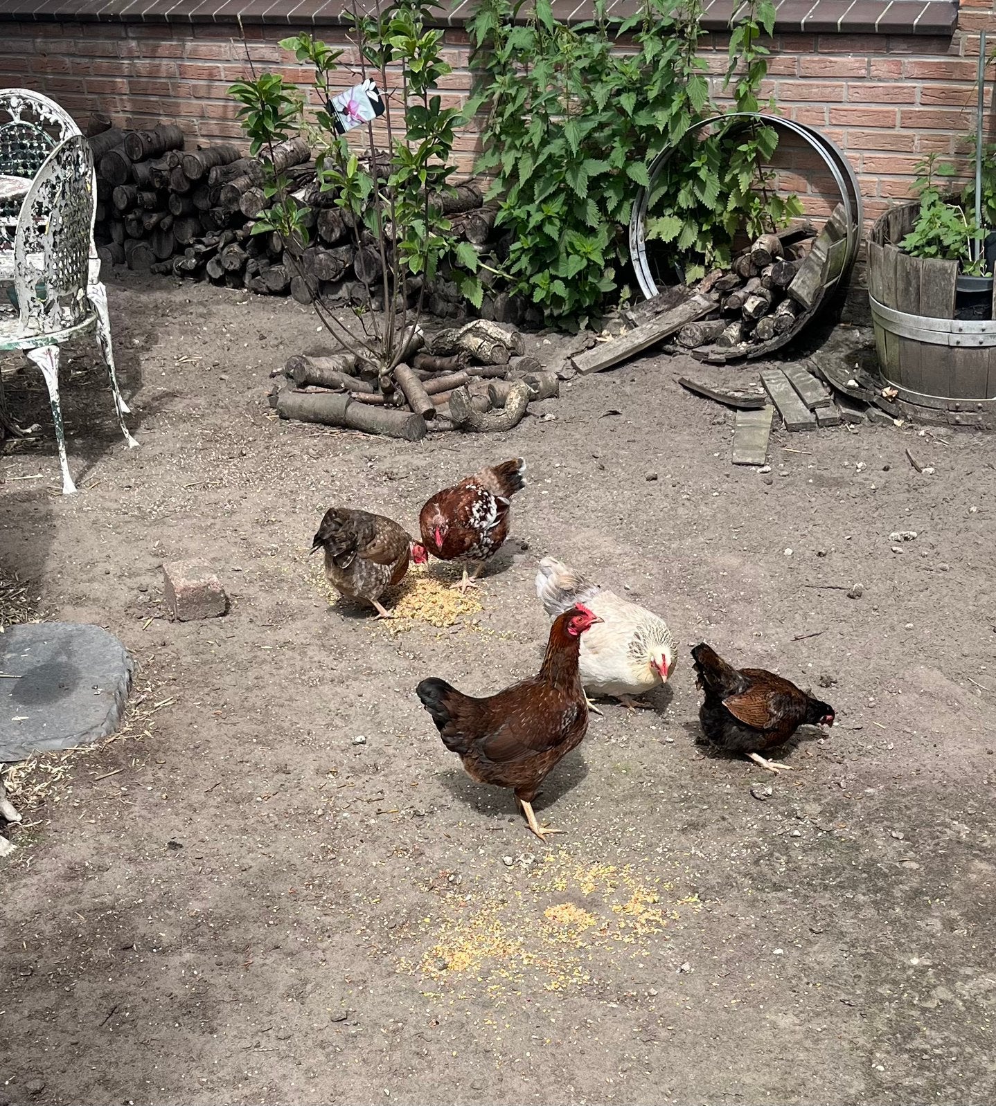 Wyandotte kriel kippen, Vrouwelijk, Kip