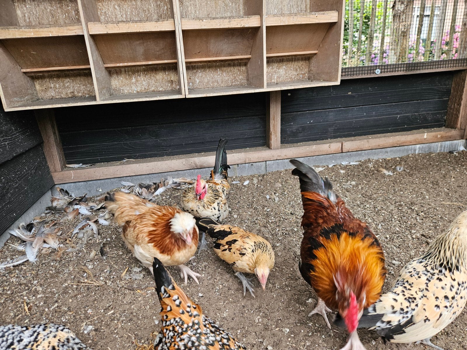 Krielkippen te koop, Dieren en Toebehoren, Pluimvee, Meerdere dieren, Kip
