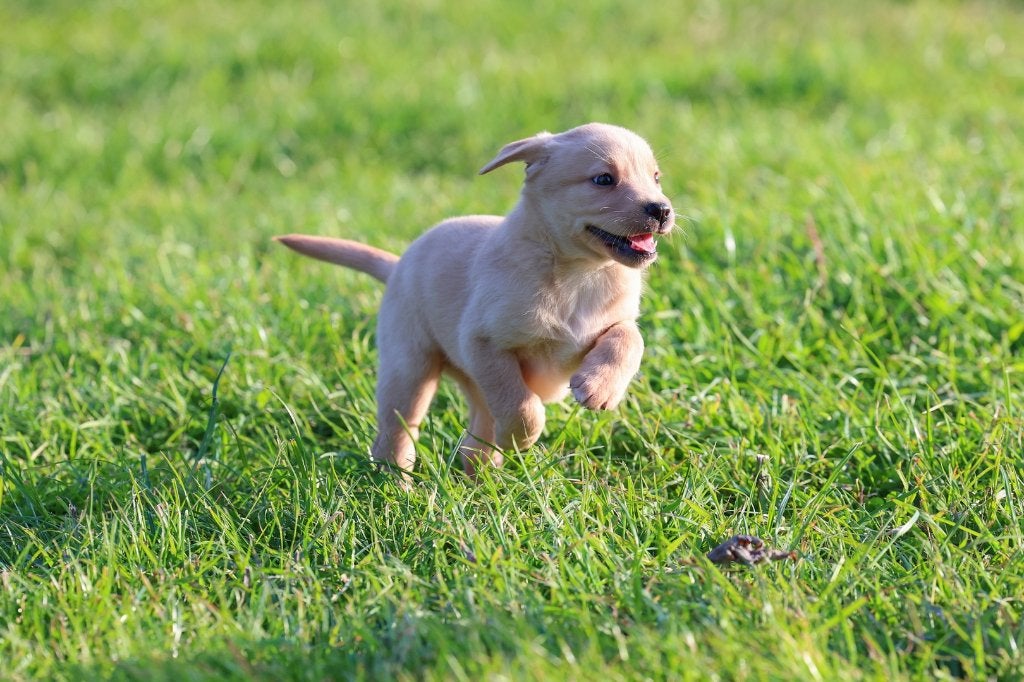 labrador pups , zoeken een liefdevol baasje, Dieren en Toebehoren, Honden | Retrievers, Spaniëls en Waterhonden, 8 tot 15 weken
