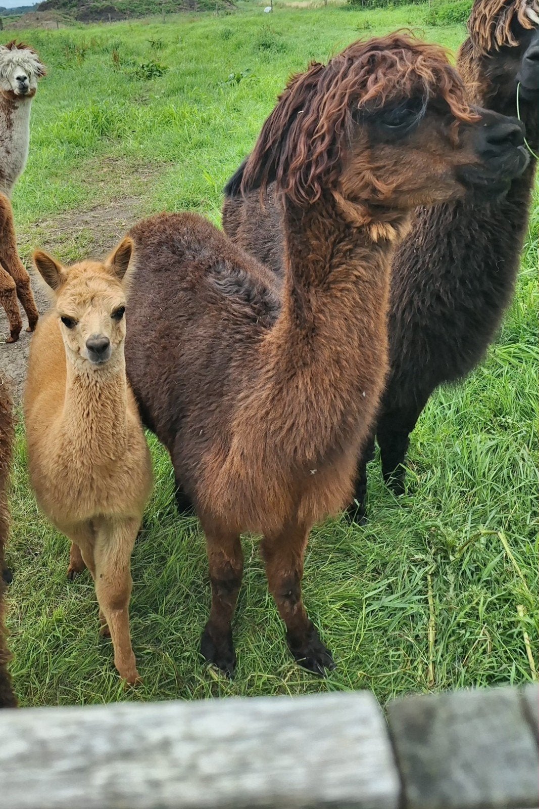 Alpaca merrie met hengst veulen, Dieren en Toebehoren, Overige Dieren, Januari, Meerdere dieren