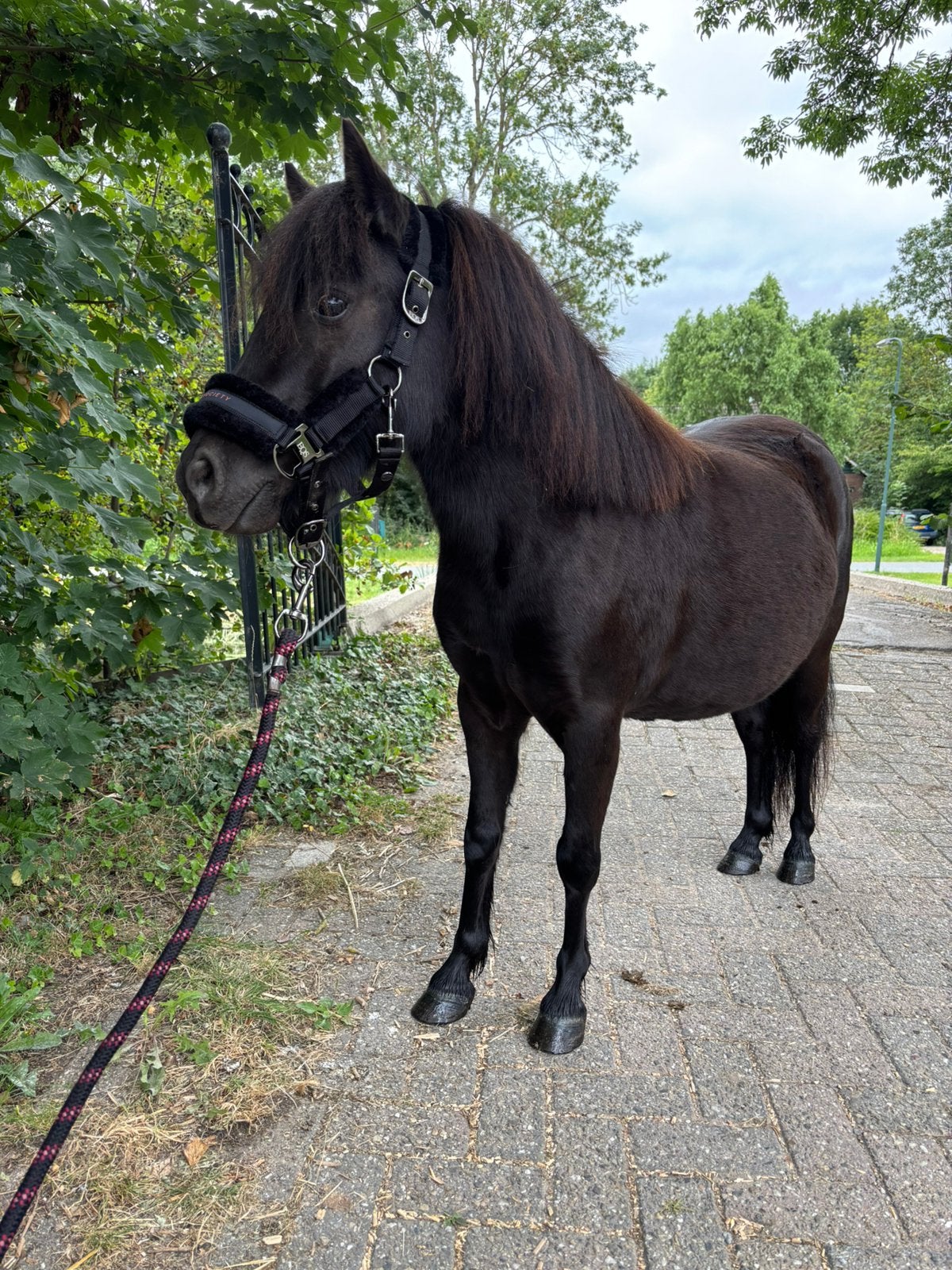 Lieve 4 jarige shetlander merrie aangeboden!, Dieren en Toebehoren, Pony's, Merrie, A pony (tot 1.17m)