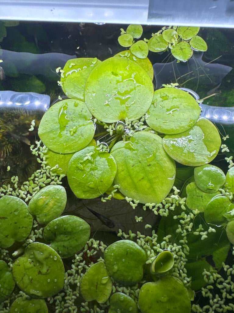 Amzone kikkerbeet - limnobium laevigatum - drijfplantje, Dieren en Toebehoren, Vissen | Aquaria en Toebehoren, Ophalen, Plant(en), Steen of Hout