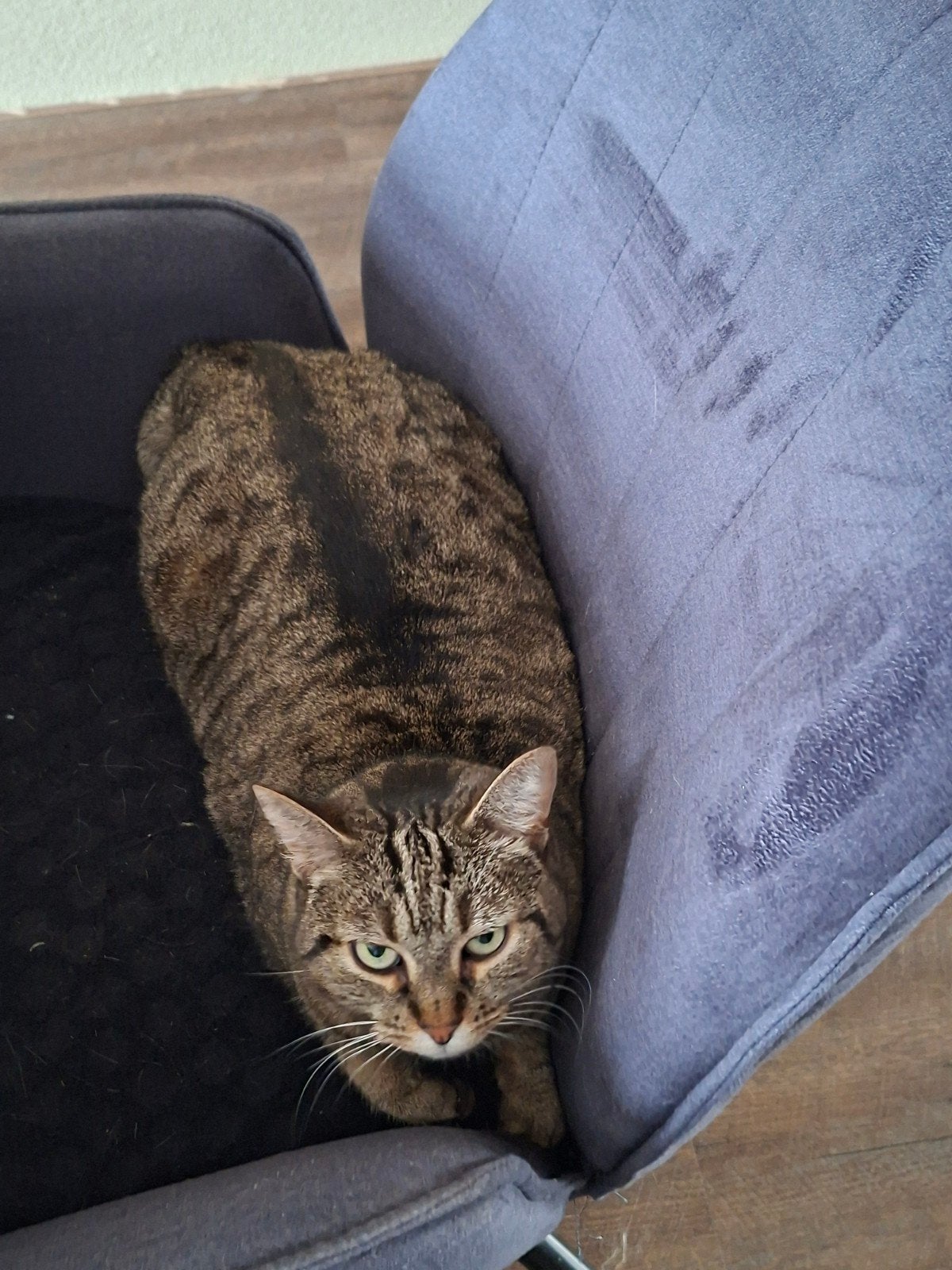 Gesteriliseerde poes zoekt een nieuw baasje, Poes