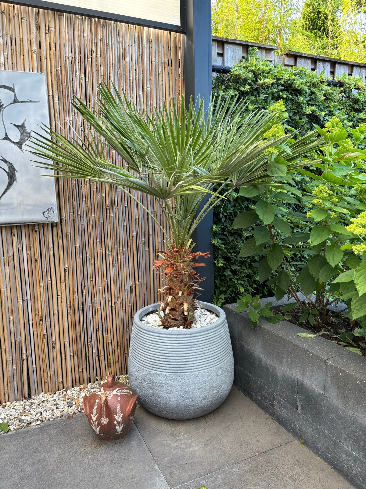 Mooie Trachycarpus Fortunei Palm in grijze pot, Volle zon, Vaste plant, Bloeit niet, Ophalen