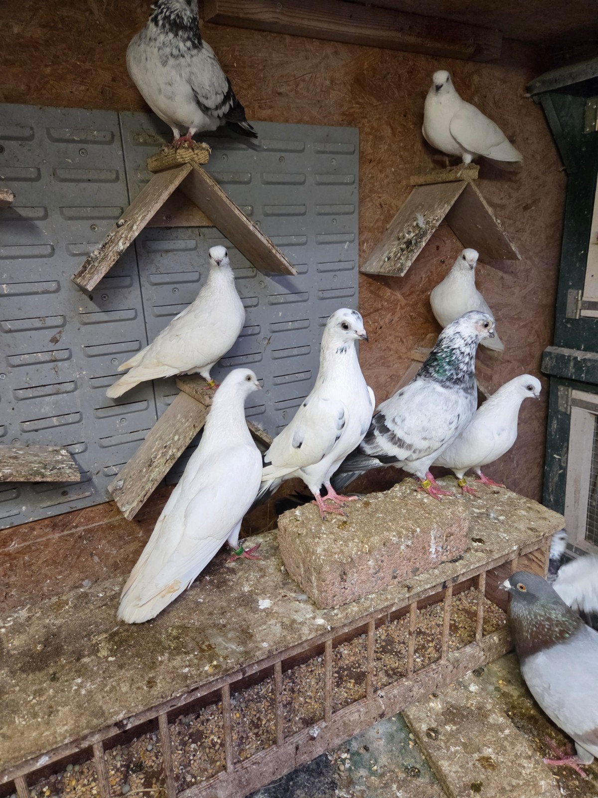 Amsterdamse tipplers.. gratis, Meerdere dieren, Postduif