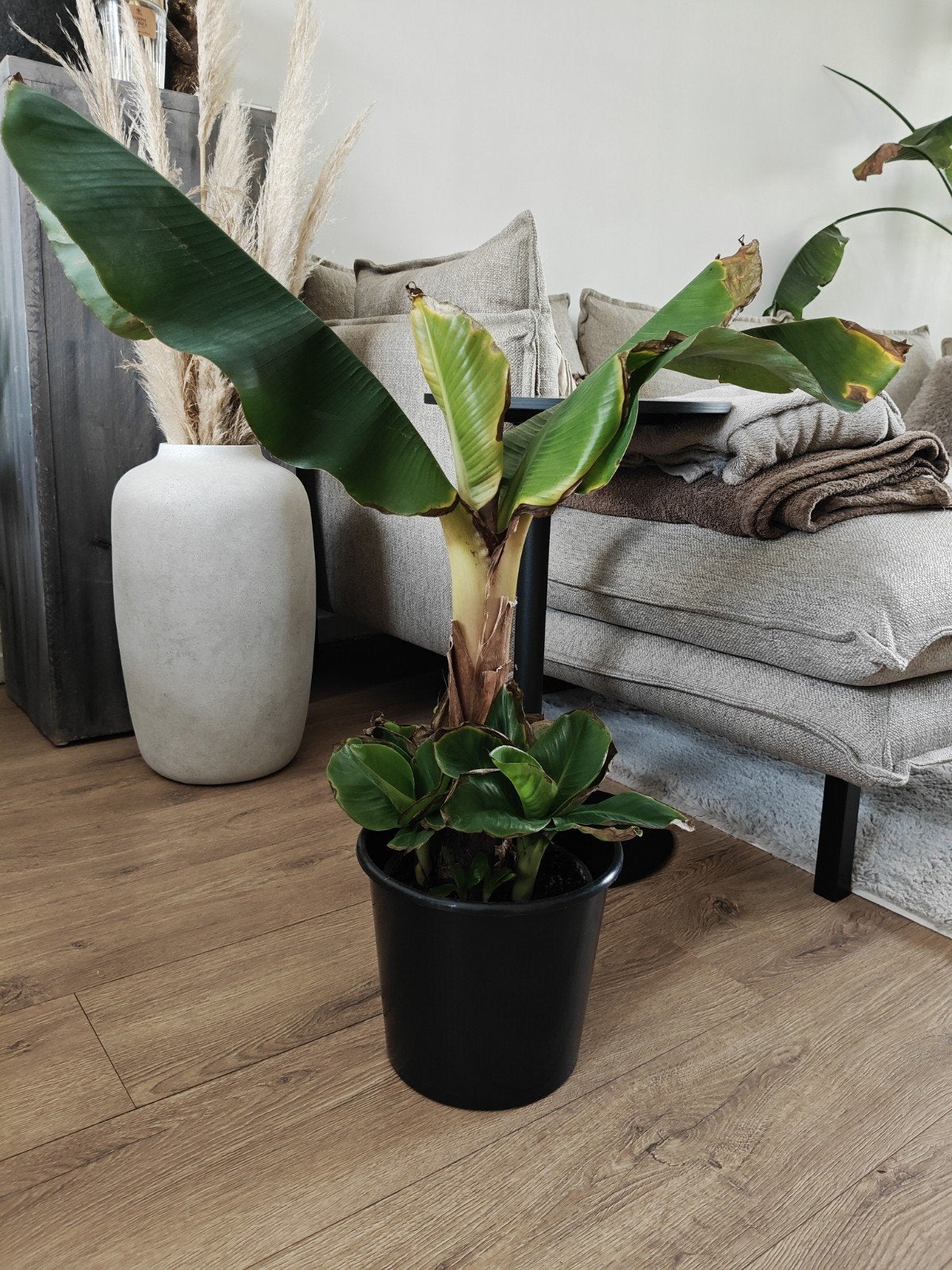 Bananenplant met stekjes - Musa Dwarf Cavendish, Ophalen, Overige soorten, Minder dan 100 cm