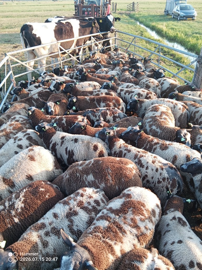 Hele mooie bonte ramlammeren, Mannelijk, Schaap, 0 tot 2 jaar
