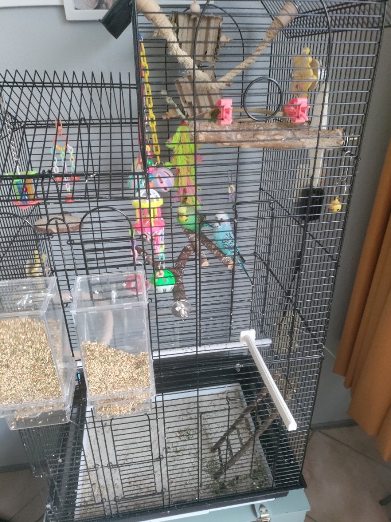 2 mannetjes parkieten, Mannelijk, Parkiet
