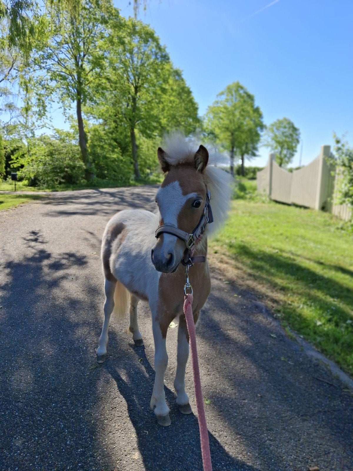 Nmprs, Dieren en Toebehoren, Pony's, Merrie, A pony (tot 1.17m), Recreatiepony, 0 tot 2 jaar, Met stamboom, Gechipt, Ontwormd
