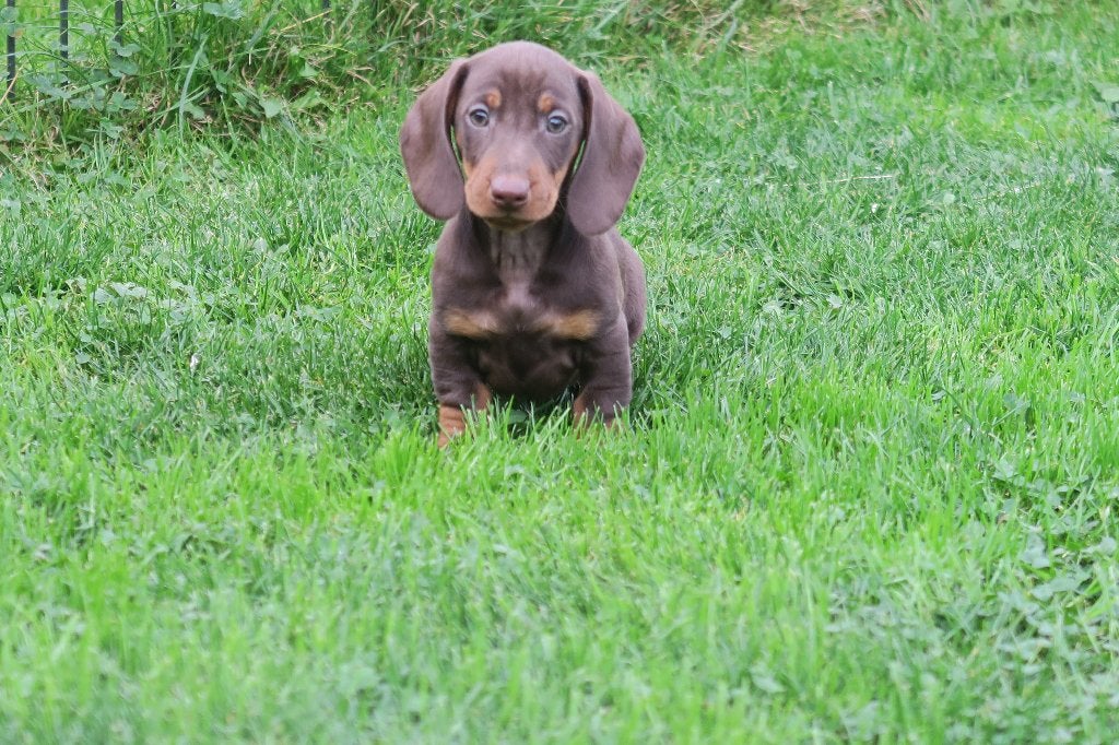 Leuke Dwerg Teckel pups, Dieren en Toebehoren, Nederland, CDV (hondenziekte), 8 tot 15 weken, Korthaar