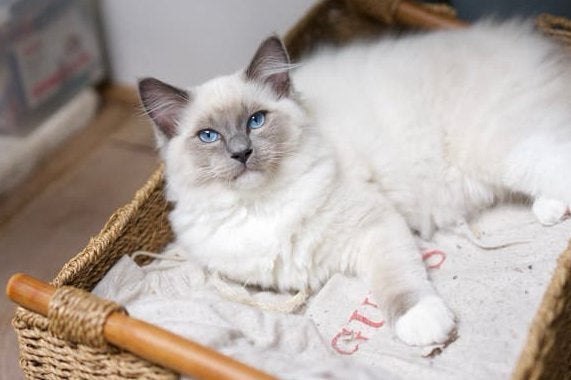 Ragdoll kittens met stamboom, mogen verhuizen🩷, Dieren en Toebehoren, Katten en Kittens | Raskatten | Langhaar, Meerdere dieren