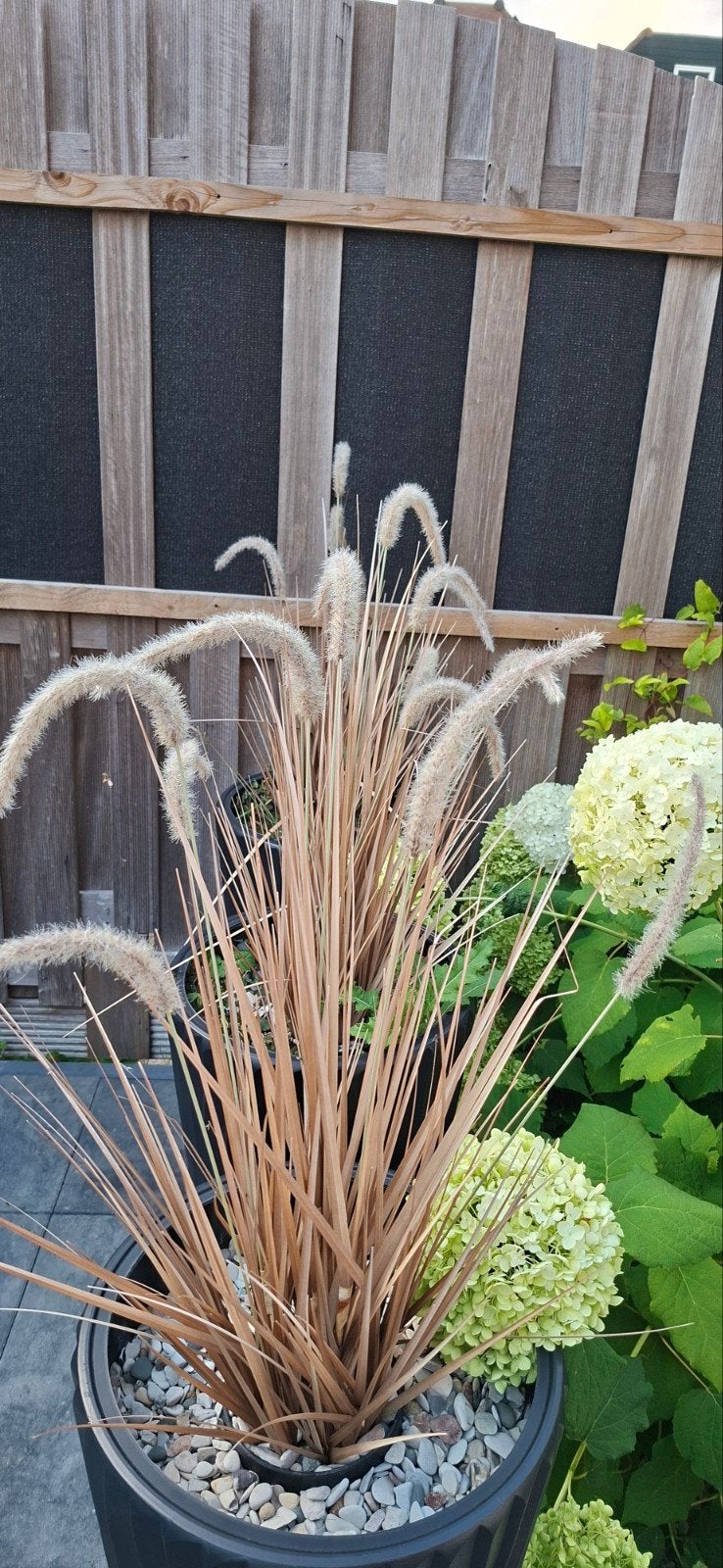Set van 3 hoge zwarte bloempotten met siergras, Ophalen, Kunststof, Gebruikt, Minder dan 60 cm